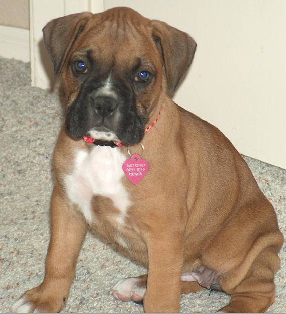 Daisy @ 8wks old
