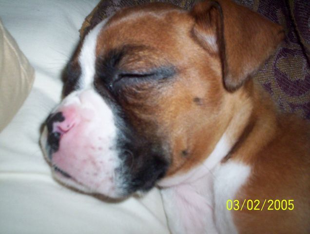 Daisy 9 weeks old