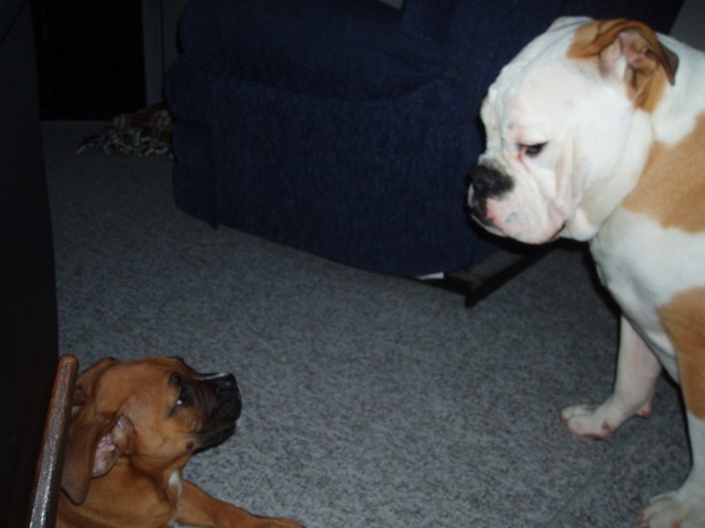 Daisy and Bo