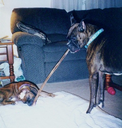 Daisy and JoJo sharing a bully stick
