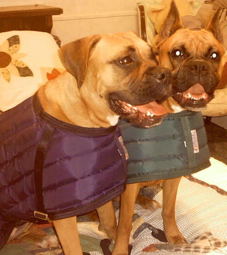 Daisy and Sadie in their new coats