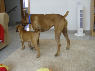 Daisy and Turk