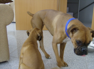 Daisy and Turk