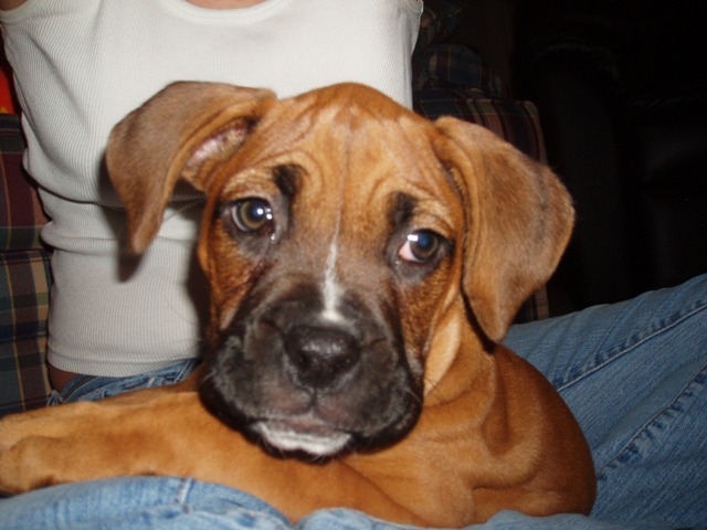 Daisy at 11 weeks