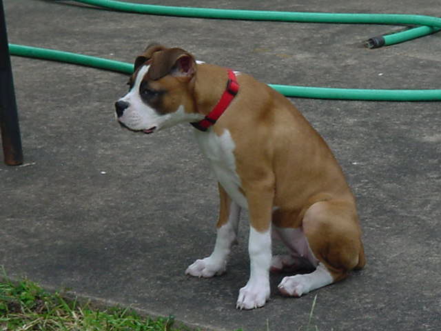 Daisy at 16 weeks