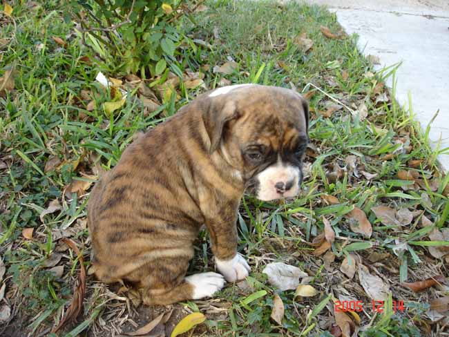 Daisy at 4 weeks just chillin