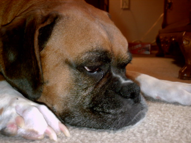 Daisy Dutchess