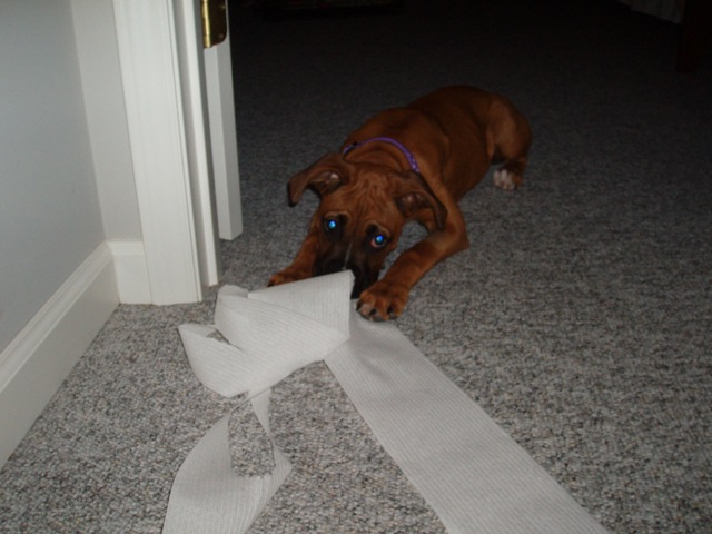Daisy found the toilet paper!!
