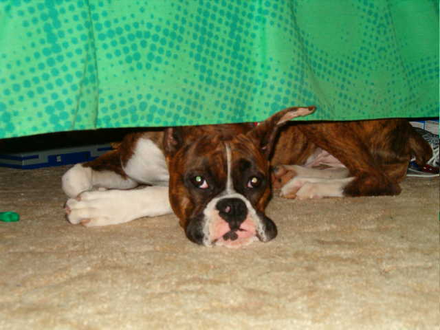 Daisy  hiding under bed