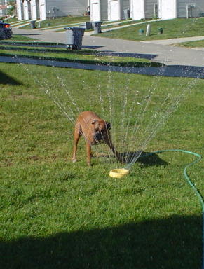 Daisy in the sprinkler