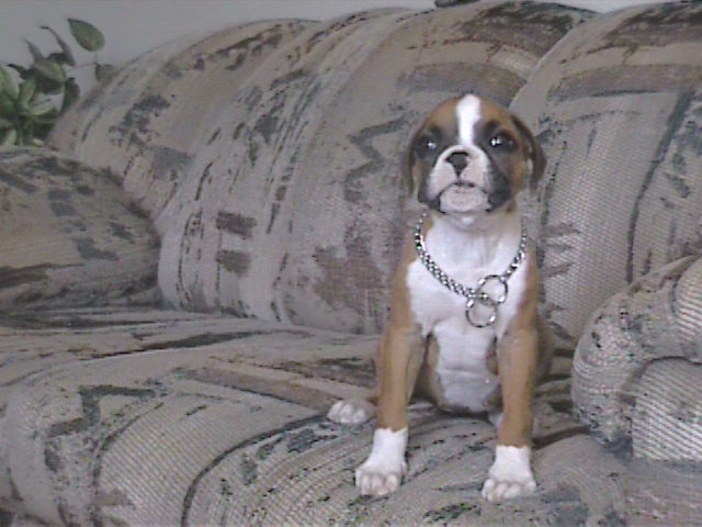 daisy mae