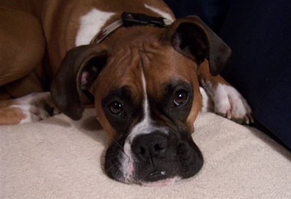 Daisy Mae