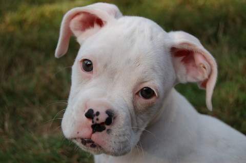Daisy Mae