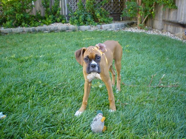 Daisy & Mr. Quackers
