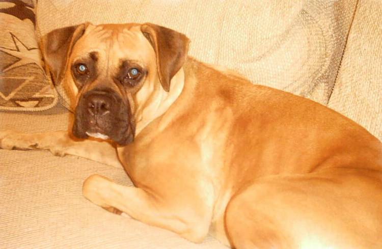 Daisy on couch