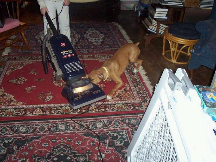 Daisy vs. Vacuum