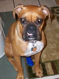 Daisy with booboo