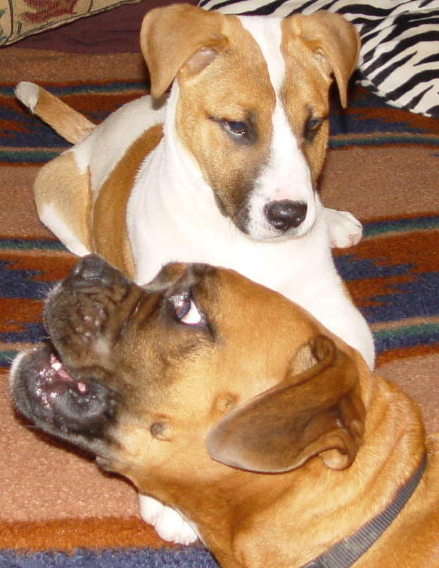 Daisy With our Foster Puppy