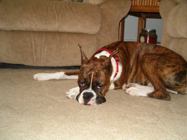 Daisy