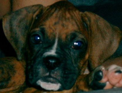 Daisy