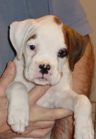 Daisy