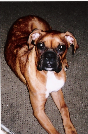 Daisy