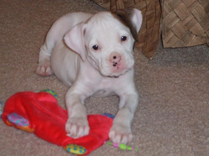 Daisy