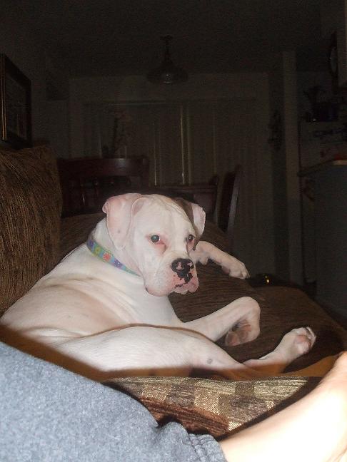 Daisy