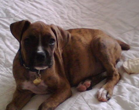 Daisy