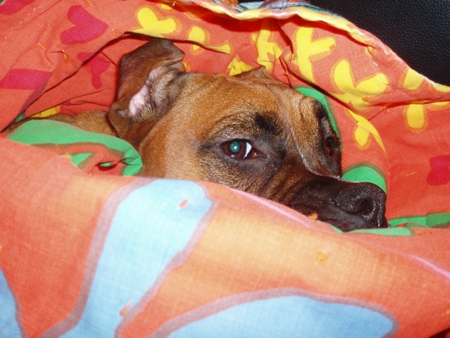 Daisy_resized