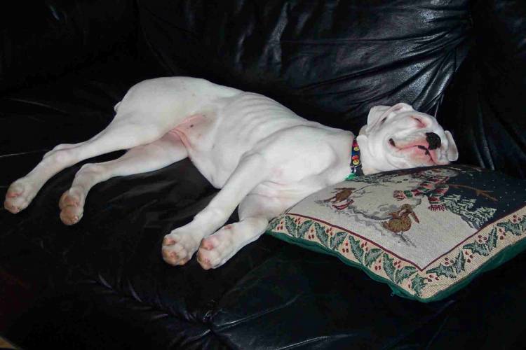 Daisy_sleeping_3