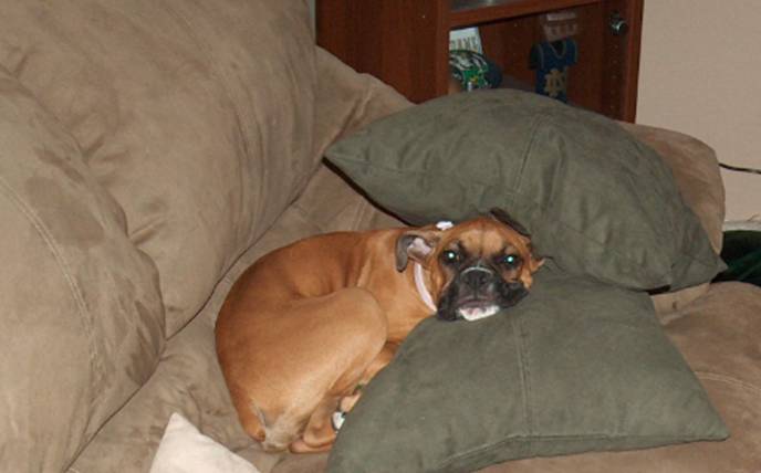 Daisy's Fort