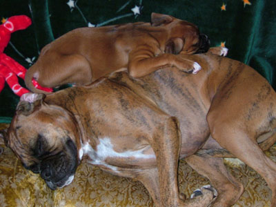 Dakoda and Memphis sleeping