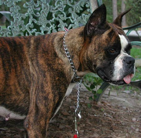 Dakota (3.5 yrs)