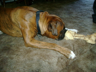 Dakota being bored