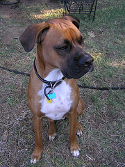 dakota guarding back yard