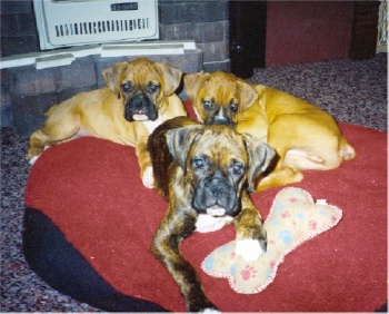 Dakota Harley & Max