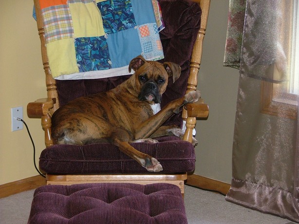 Dakota in his favorite chair