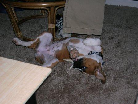 Dakota is a back dog