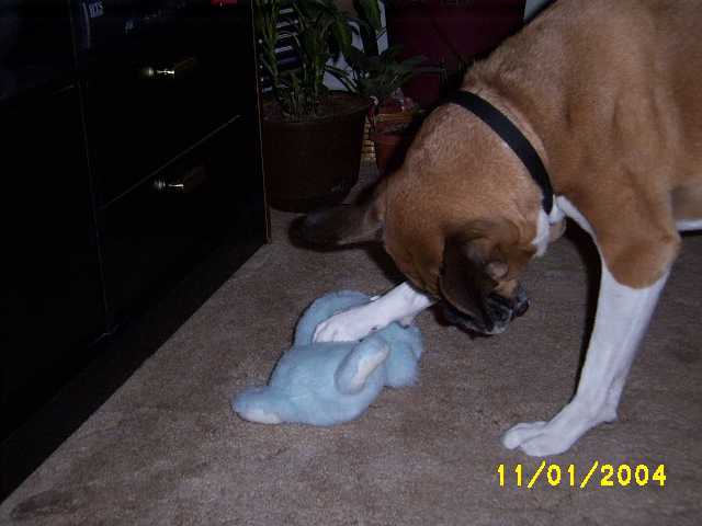 Dakota Playing