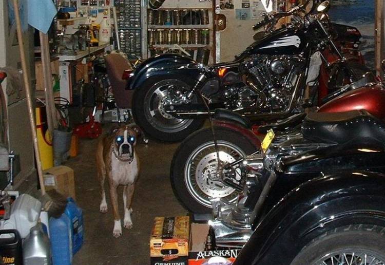 Dakota, shop dog.
