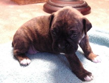 Dakota Skye 2 1/2 weeks old