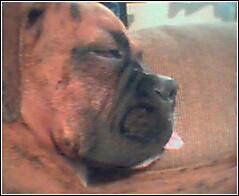 Dakota SNOOZING!