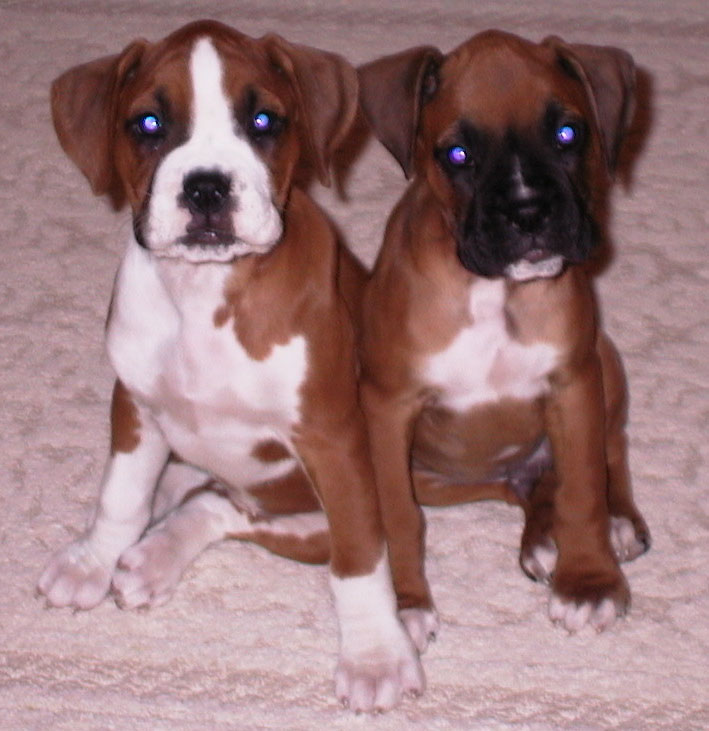 Dali & Diesel at 8 weeks