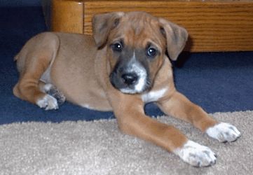 Dallas at 8 weeks