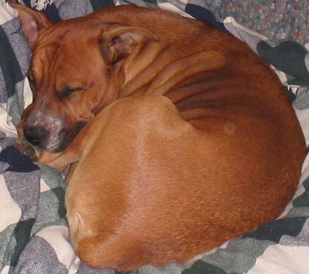 Dallas Sleeping
