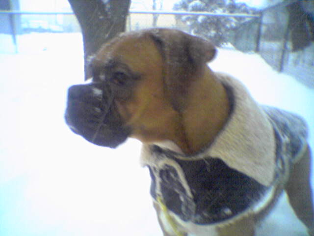 Dally loves this deep snow...