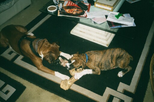 Damion and Rocky playing with a bone.