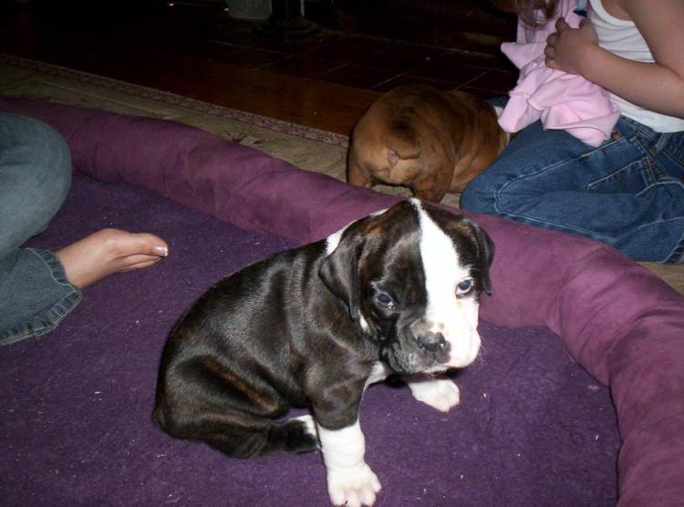 Damon5wks_4_
