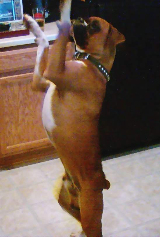 Dancin' for a treat
